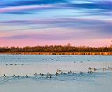 Geese Flotilla At Sunrise_00245,7